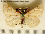 Nassinia caffraria